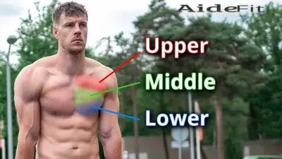 Anatomy of the Chest Muscles
