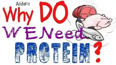Need Protein in the Body